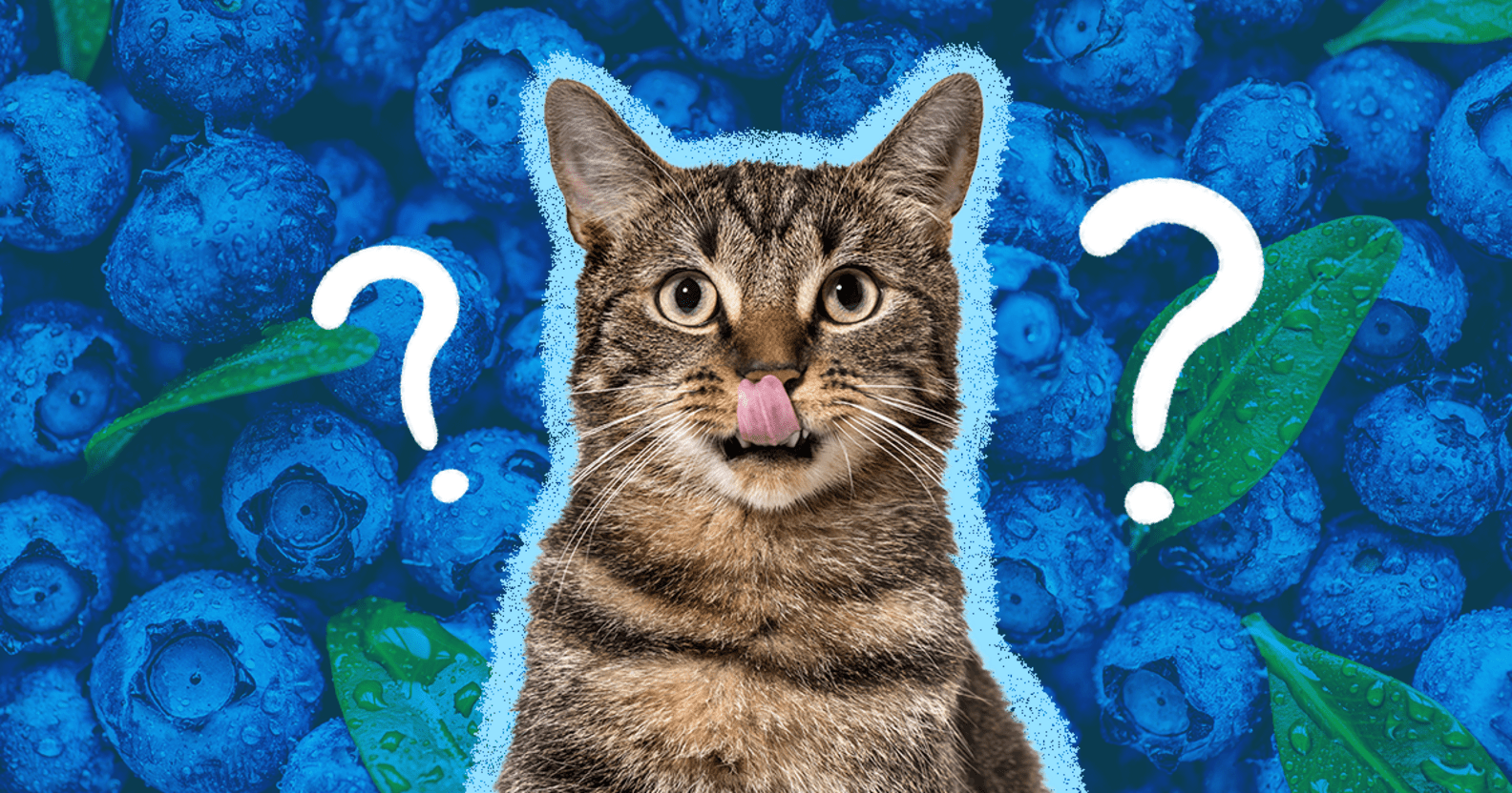 Can Cats Eat Blueberries? DodoWell The Dodo