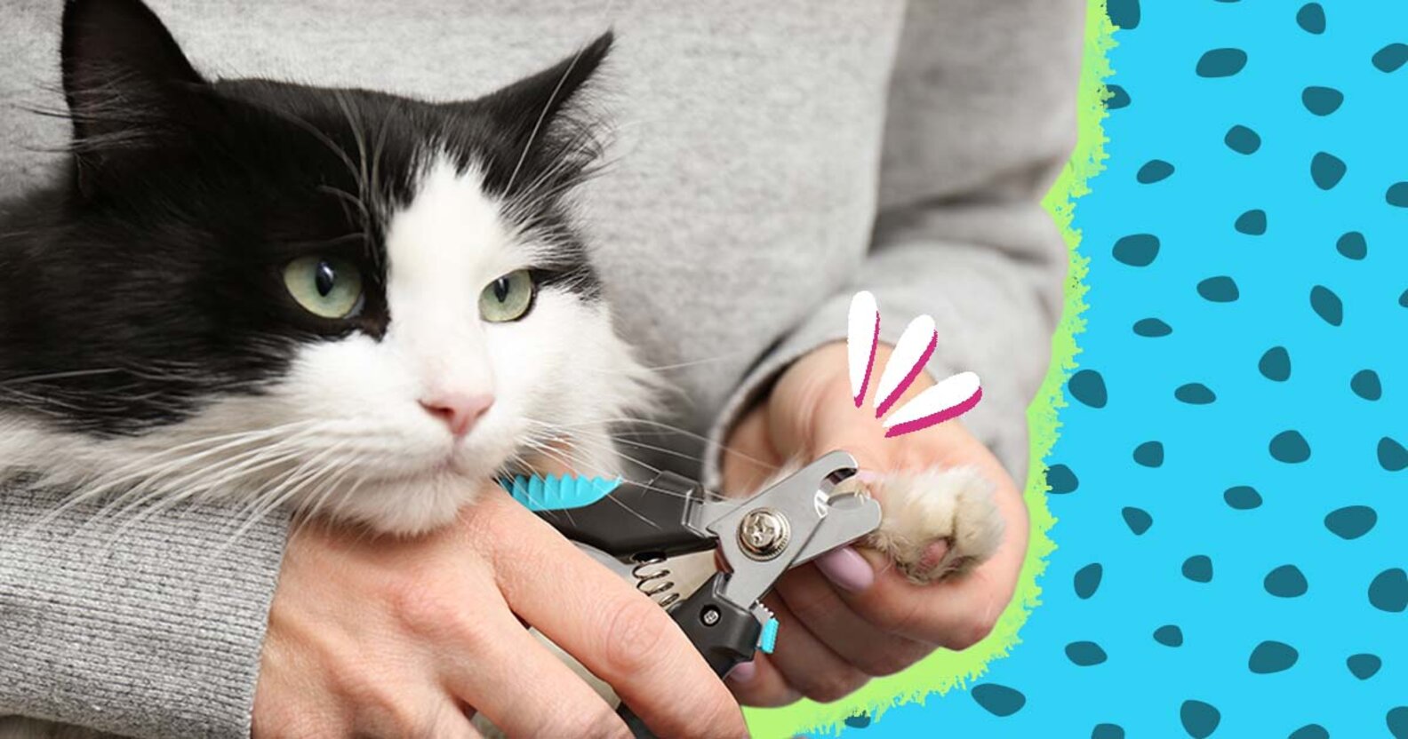 Here’s How To Trim Your Cat’s Nails DodoWell The Dodo