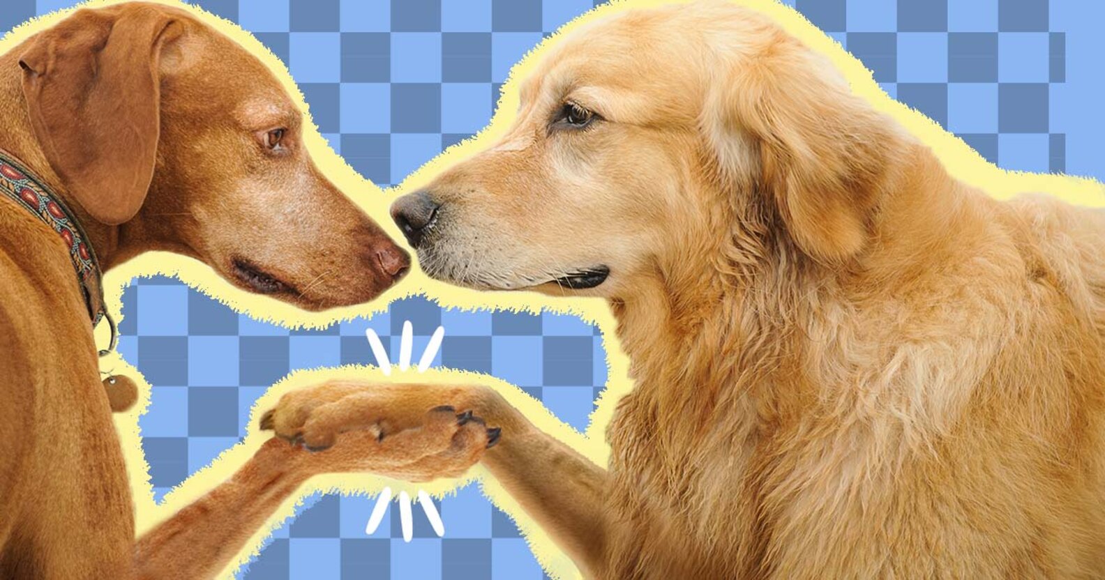 How To Introduce Dogs The Right Way DodoWell The Dodo