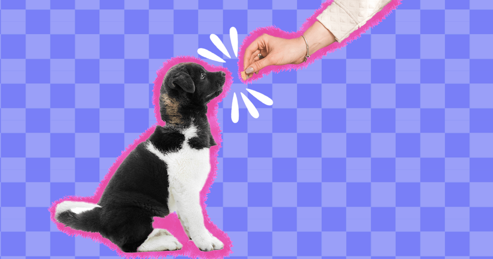 How To Teach A Dog To Sit DodoWell The Dodo