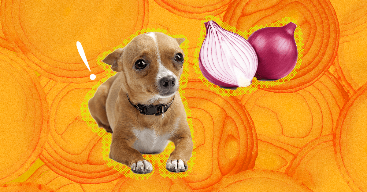 How Much Onion Can Kill A Dog