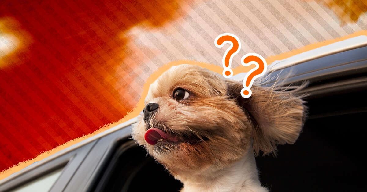 Why Dogs Get Nervous In The Car