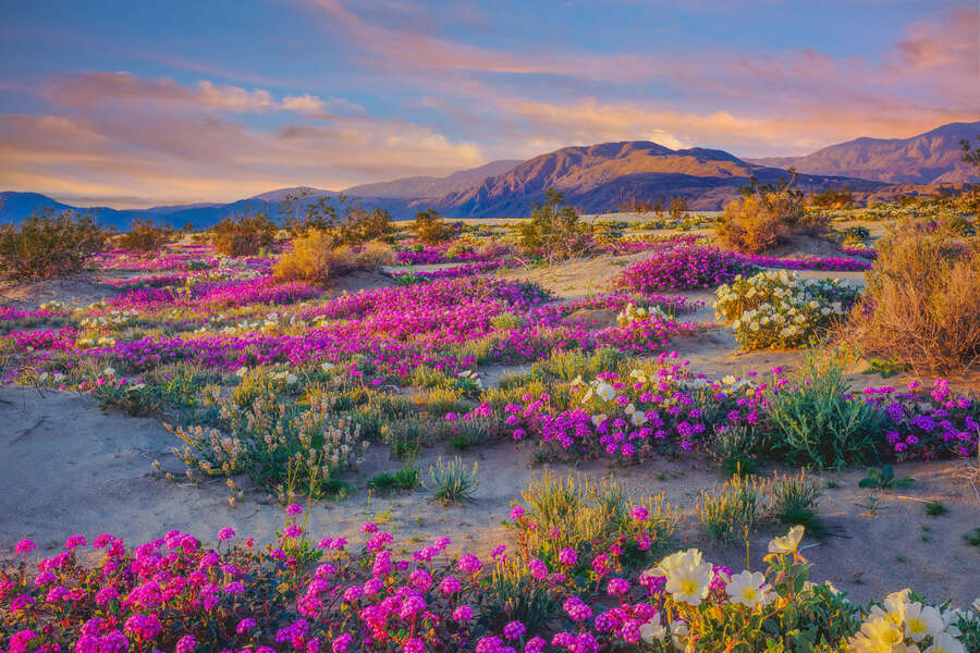 Where to See Wildflowers Near Me Best Places in the US to See Blooms