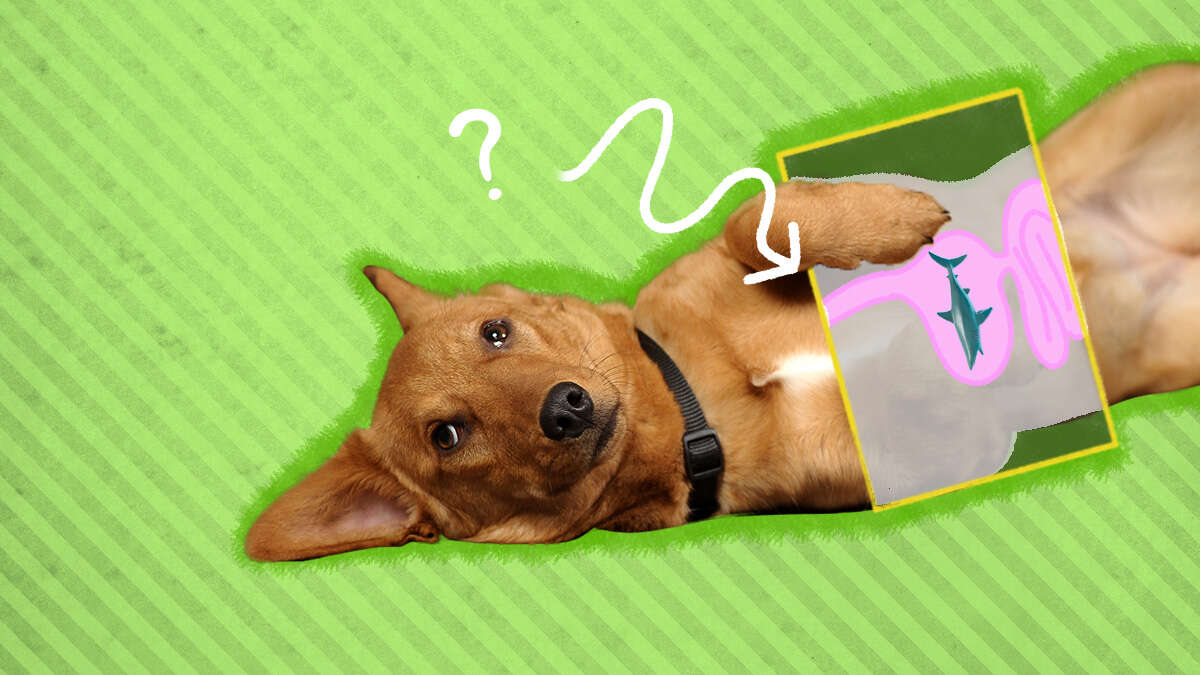 Why Do Dogs Walk Funny In Socks