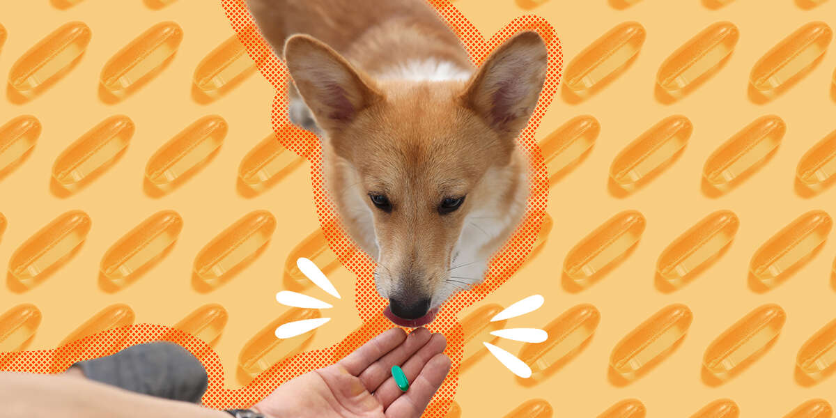 Can You Give Dogs Ibuprofen? DodoWell The Dodo