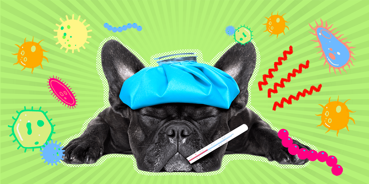 Can Dogs Get Reinfected With Parvo