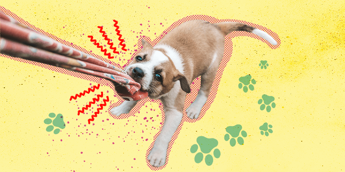 When Do Puppies Calm Down? DodoWell The Dodo