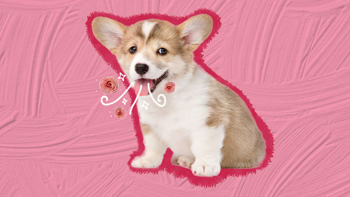 Why Does My Puppy's Breath Smell So Good?