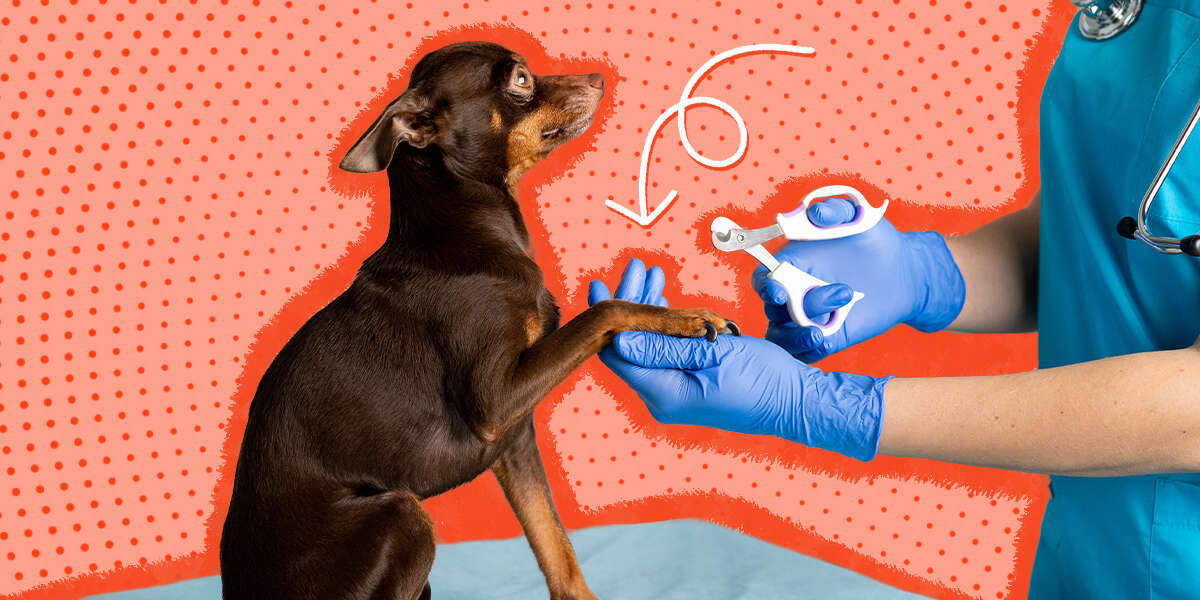 How To Cut Black Dog Nails DodoWell The Dodo