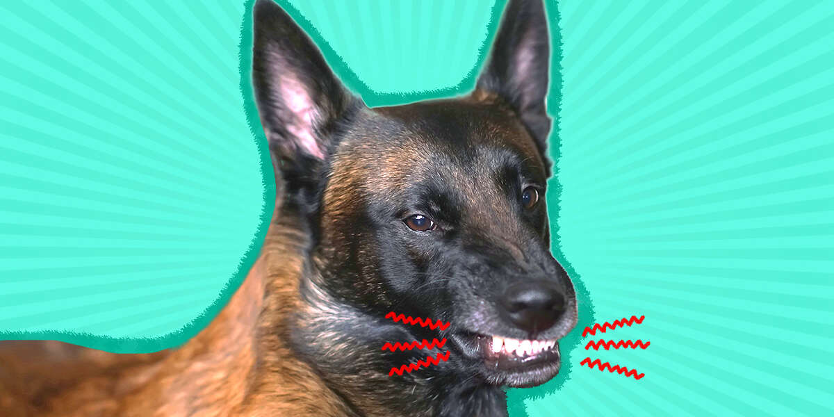 Is Your Dog Grinding Teeth? Here's Why (And How To Help) DodoWell
