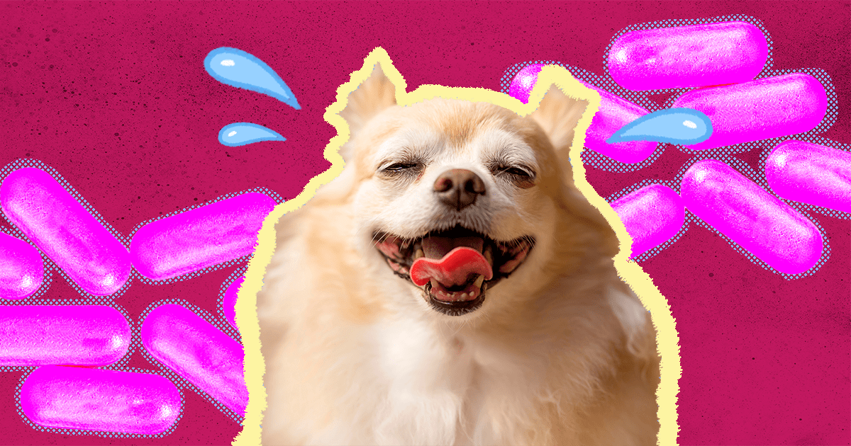 How Much Benadryl Can You Give A 12 Pound Dog