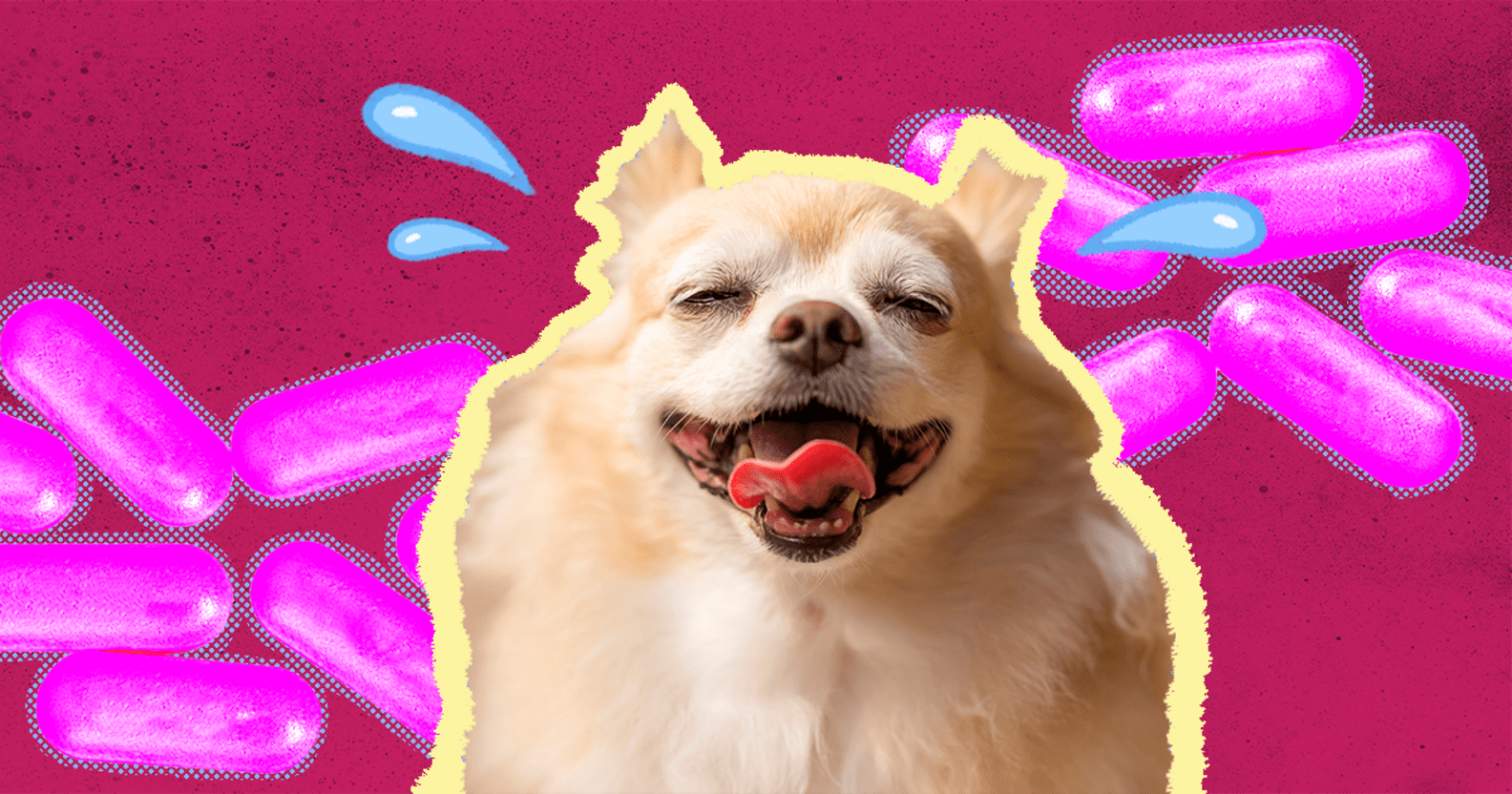 Benadryl For Dogs How To Safely Use Benadryl For Your Pup DodoWell