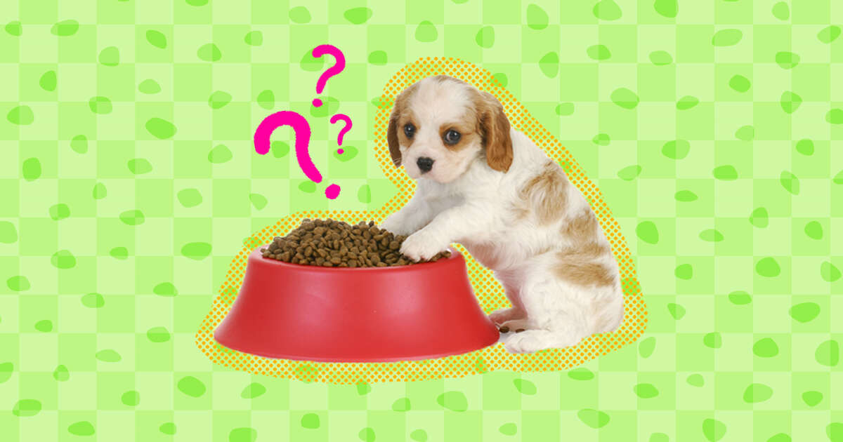 At What Age Can My Puppy Start Eating Dog Food Hot Sale