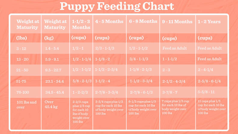How Much To Feed A Puppy (And How Often), According To A Vet - DodoWell