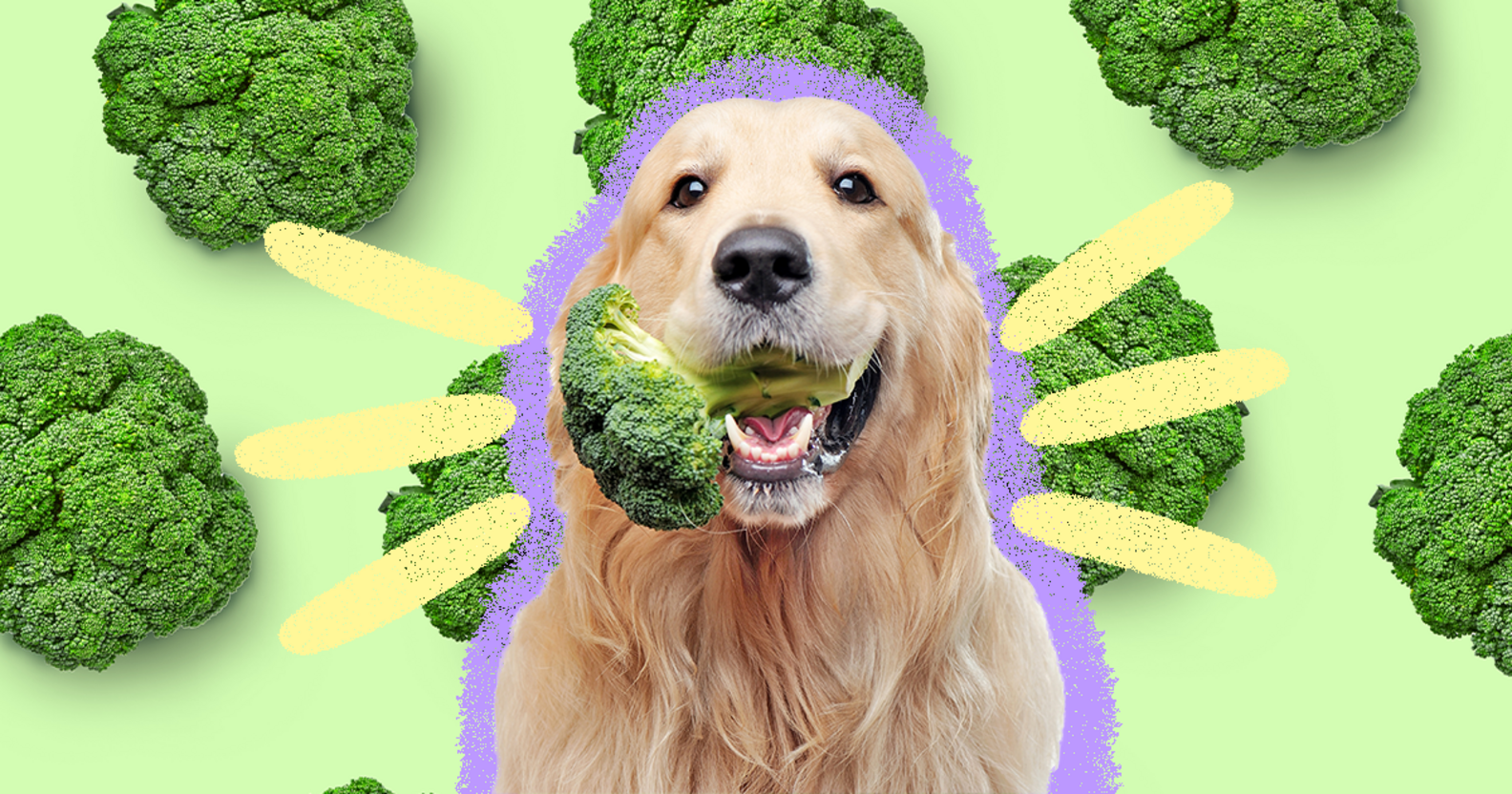 Can Dogs Eat Broccoli? And How Much Is Safe? DodoWell The Dodo