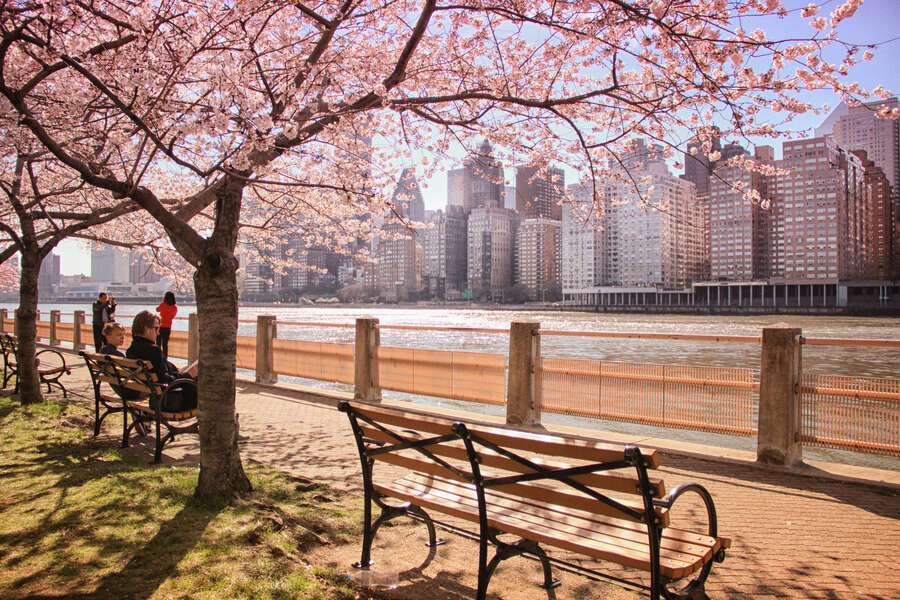 Best Places to See Cherry Blossoms in NYC Thrillist