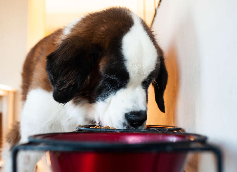 Most Ordered Items on DoorDash From Dog Owners This Year Thrillist