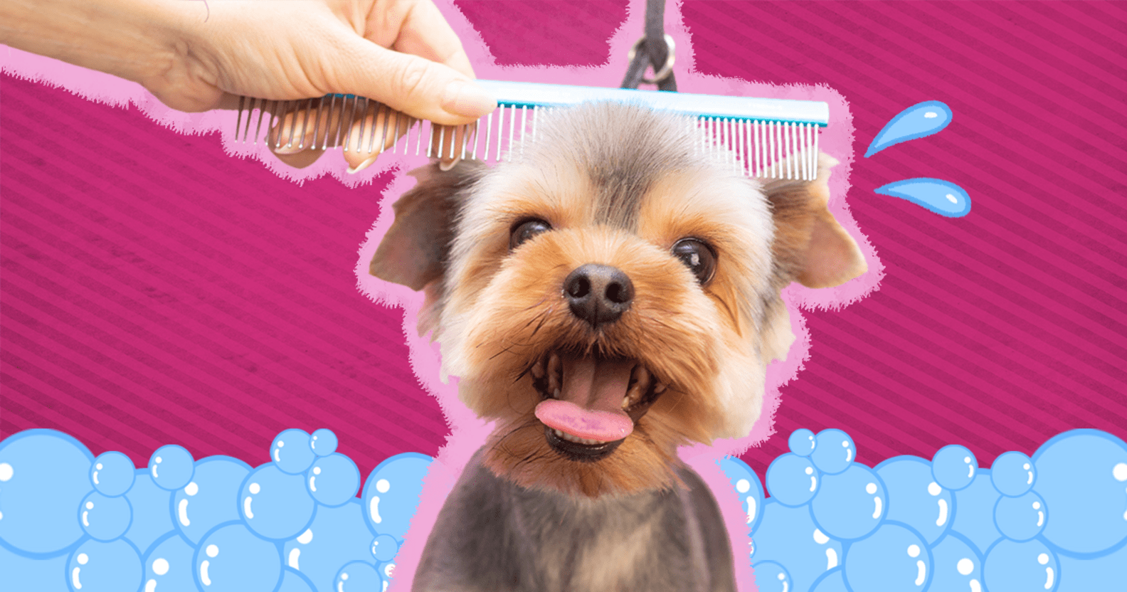 How To Groom Your Dog At Home, According To Experts DodoWell The Dodo