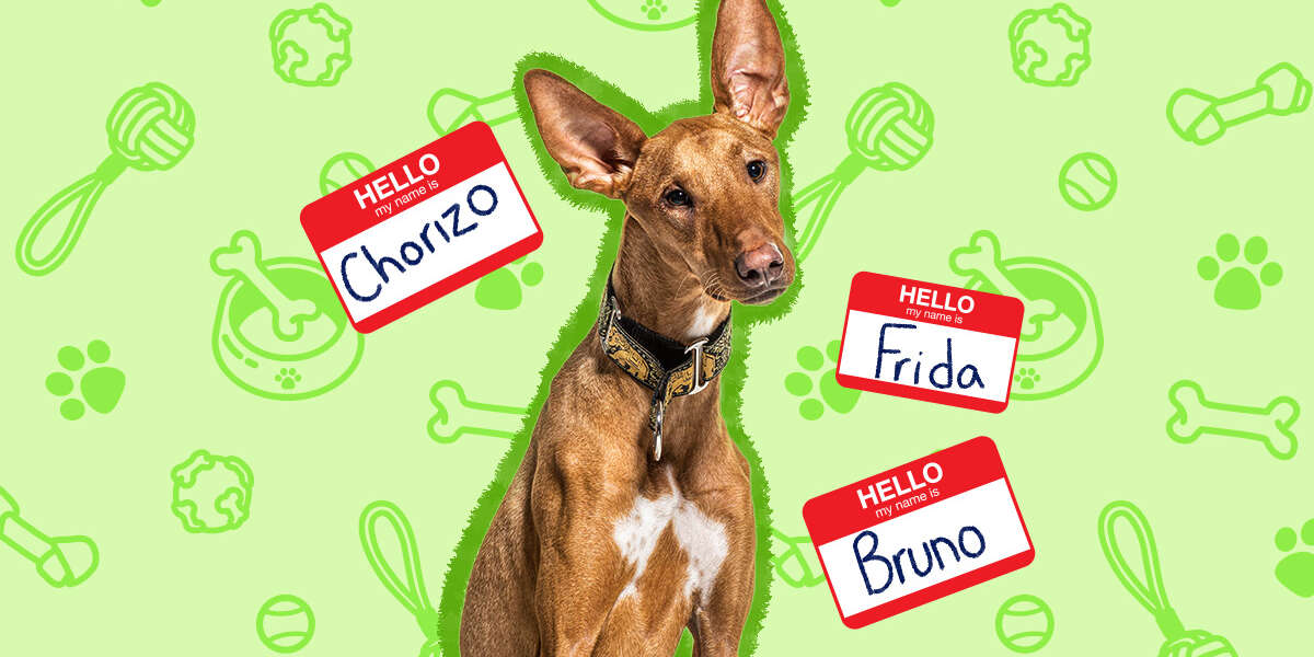 110+ Spanish Dog Names That Are Muy Suave DodoWell The Dodo