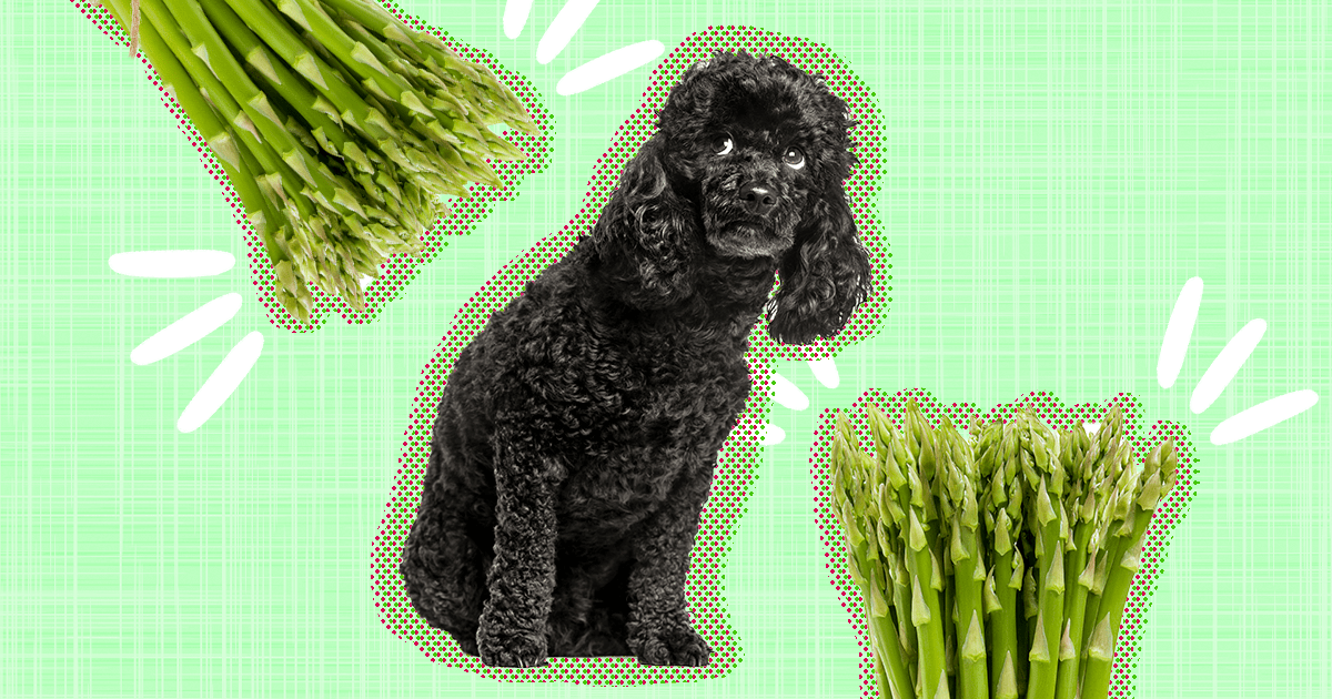 Can Diabetic Dogs Eat Asparagus