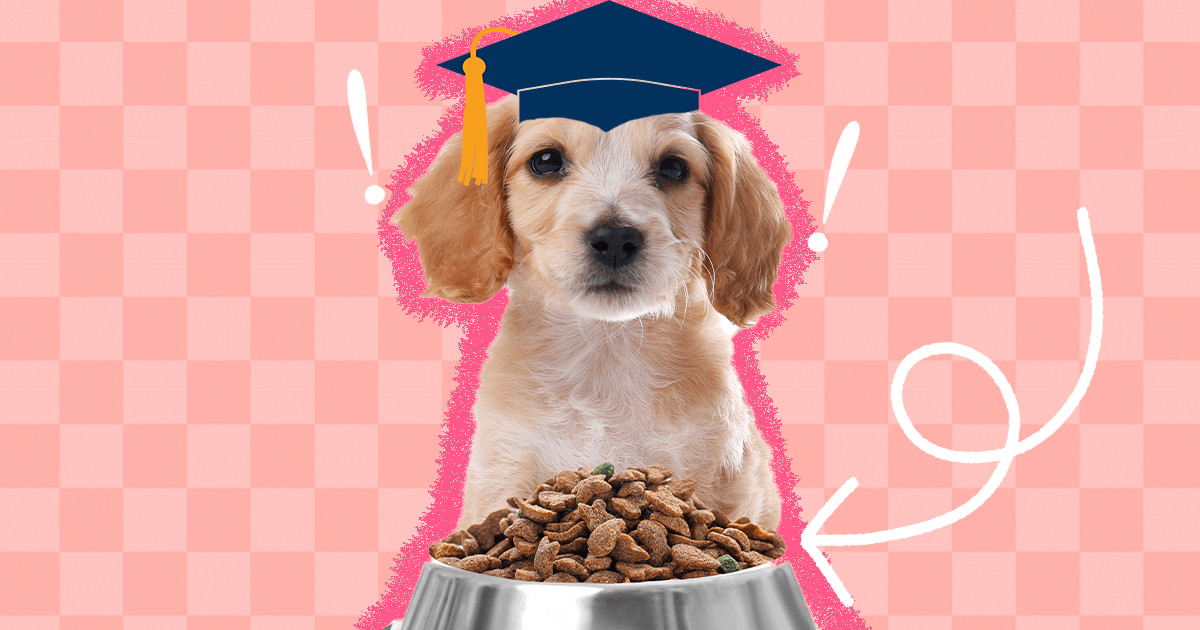 How Old Can Puppies Start Eating Dog Food