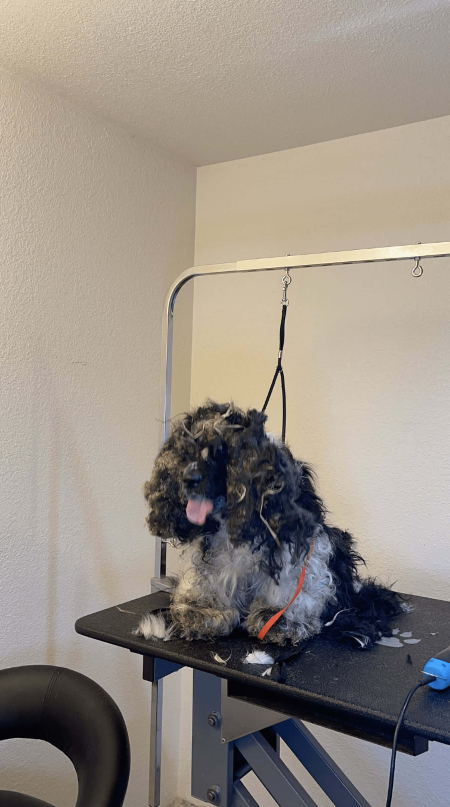 Groomer Sees Matted Dog And Immediately Knows She Can Help The Dodo