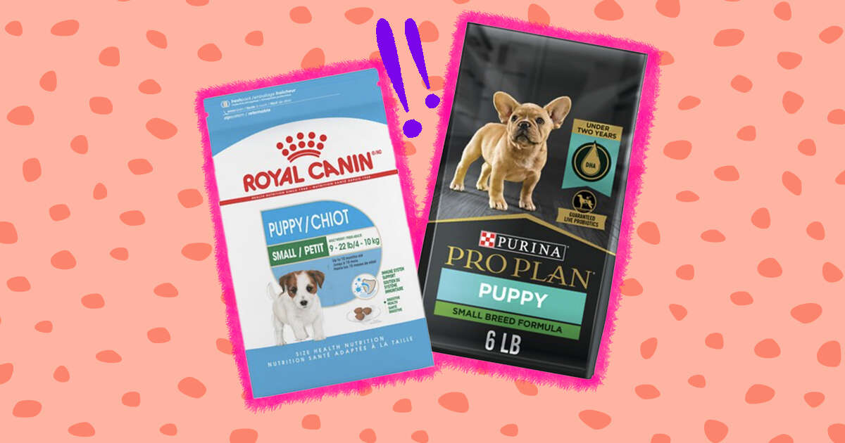 What Is Best Puppy Dry Food