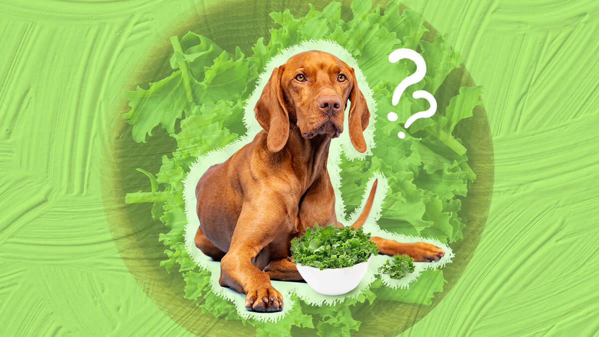 How Do I Prepare Kale For My Dog