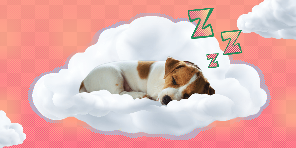 How Much Do Puppies Sleep? DodoWell The Dodo