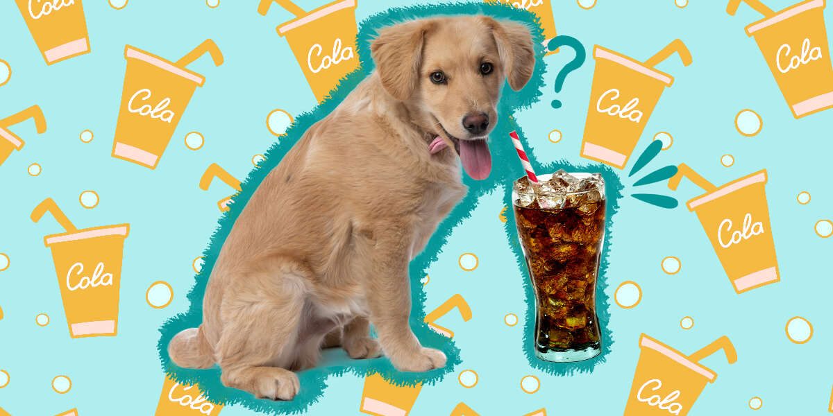 Can Dogs Drink Soda? DodoWell The Dodo