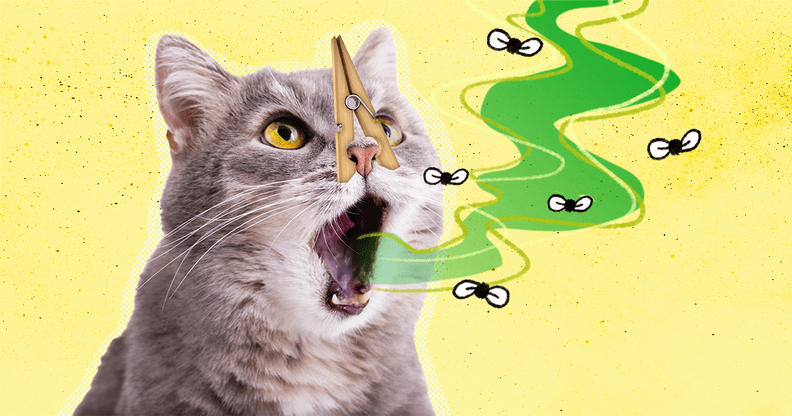 Bad Breath In Cats: What Causes It And How To Treat It - Dodowell - The Dodo