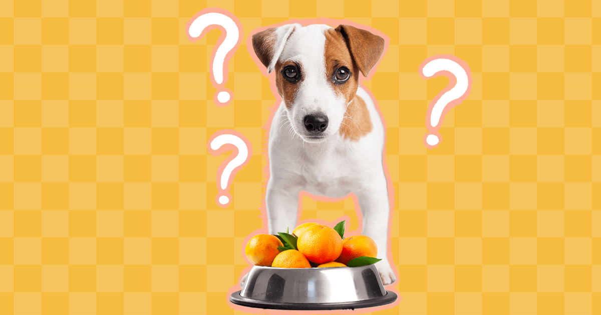 Are Oranges Bad For Dogs