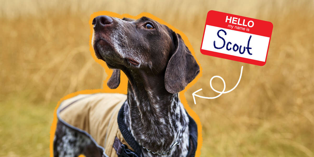 50 Girl Hunting Dog Names For Your Pack Leader DodoWell The Dodo