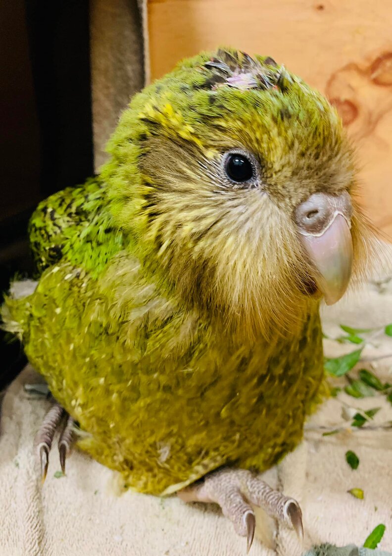 Baby ‘Moss Chickens’ Learning To Walk Is The Cutest Thing The Dodo