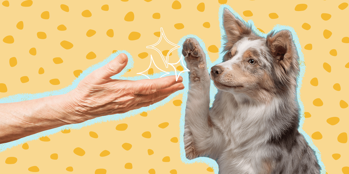 Do Dog Parents Live Longer? Here’s What The Research Says DodoWell