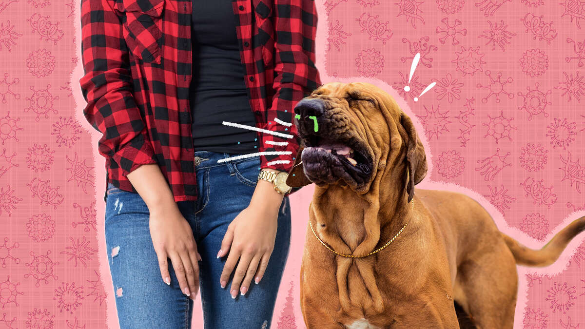 Can Dogs Cause Allergies To Humans