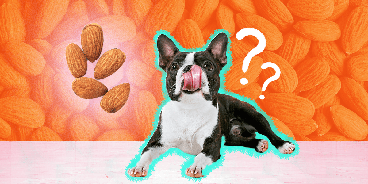 Can Dogs Eat Almonds Safely, Or Are They Toxic? DodoWell The Dodo