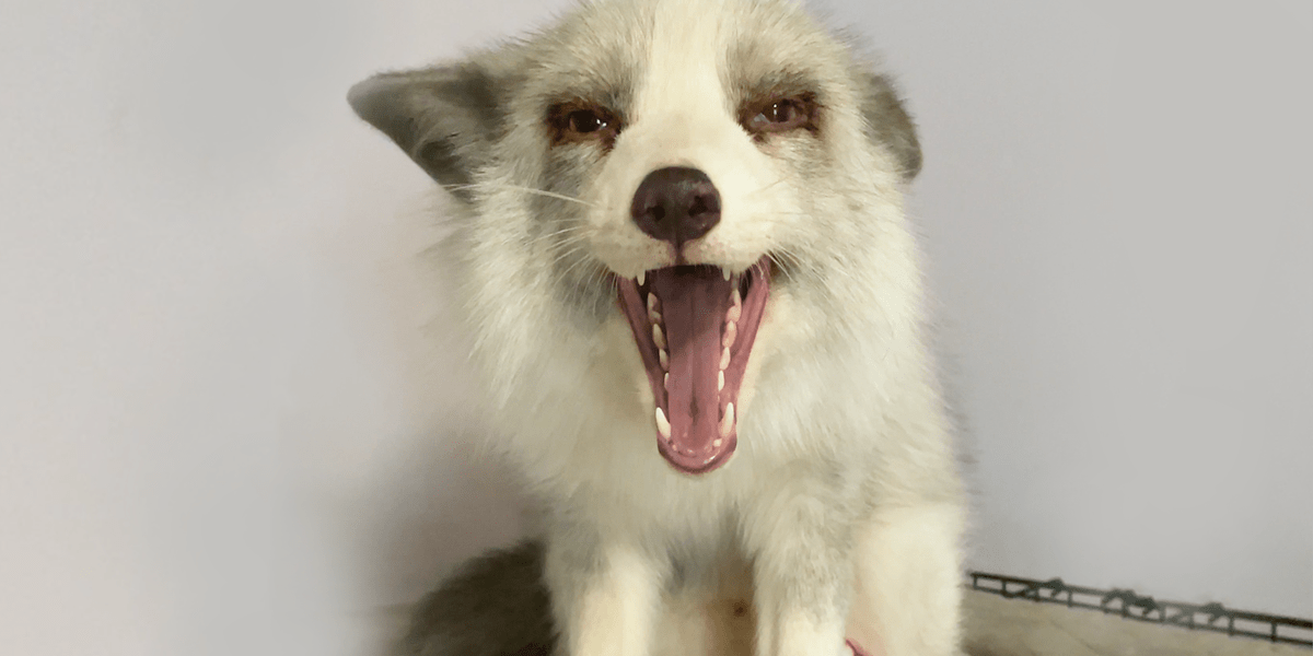 Rescued Baby Fox Steals His Mom's Shoes Videos The Dodo