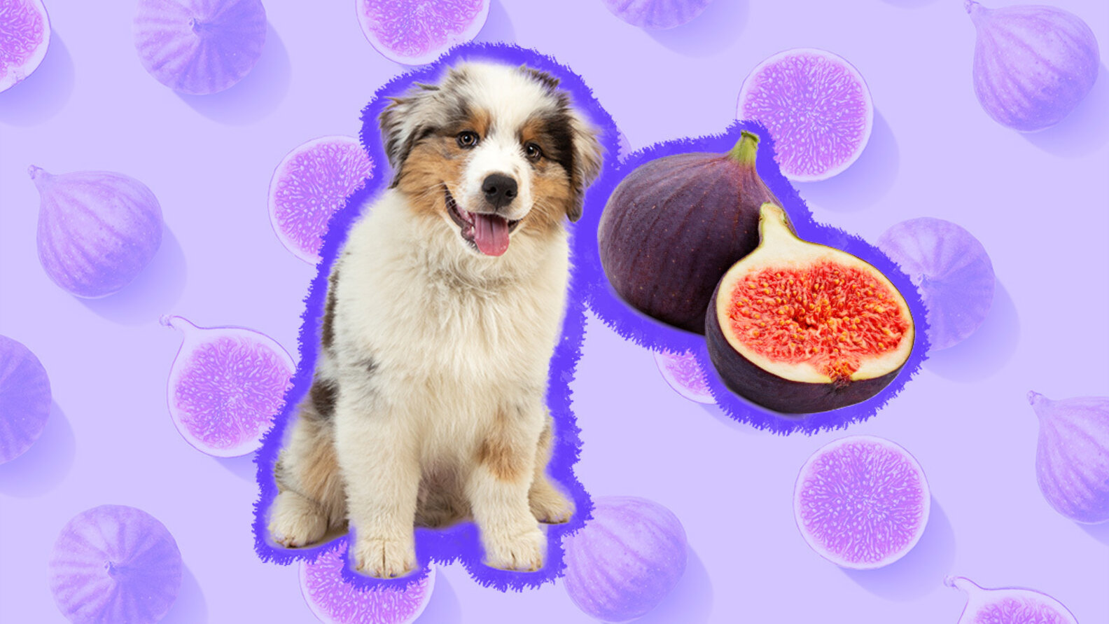 Can Dogs Eat Figs? Canine Nutritionists Weigh In DodoWell The Dodo