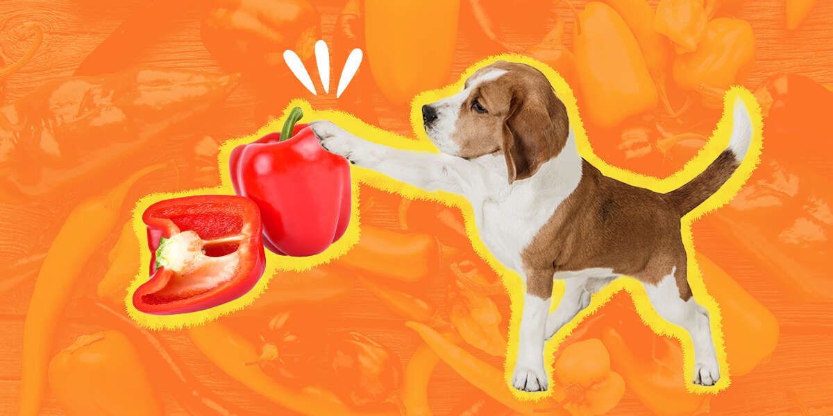 Can Dogs Eat Peppers Safely? Here’s What Vets Want Pet Parents To Know