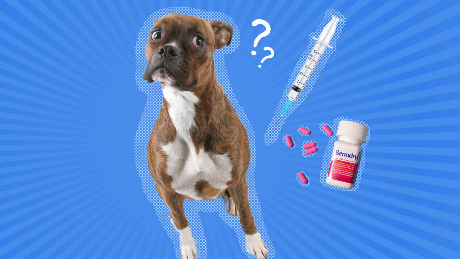 Allergy Medicine For Dogs OverTheCounter And Prescription Options