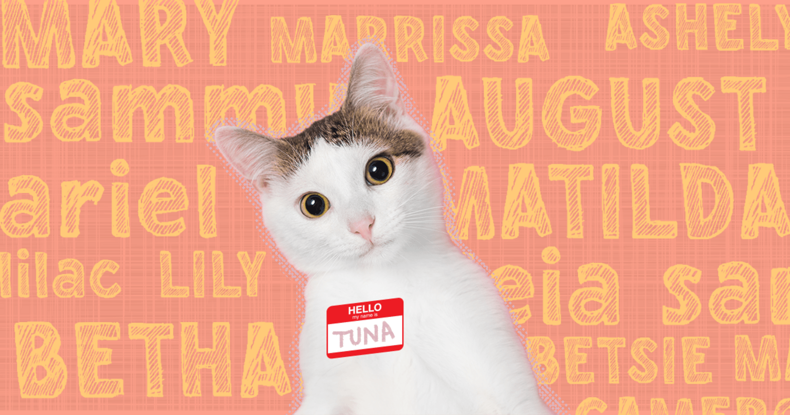 Female Cat Names 130+ Options For Your Girl Cat DodoWell The Dodo