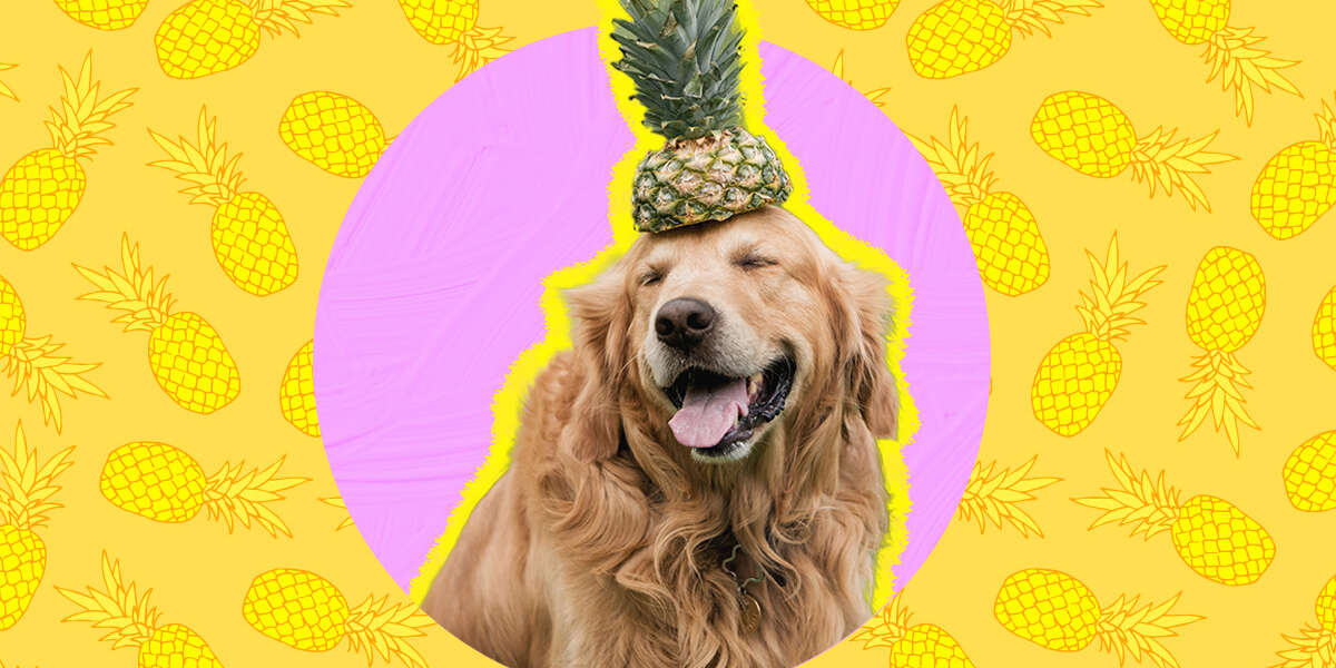 Can Dogs Eat Pineapple? And What Amount Is Safe? DodoWell The Dodo