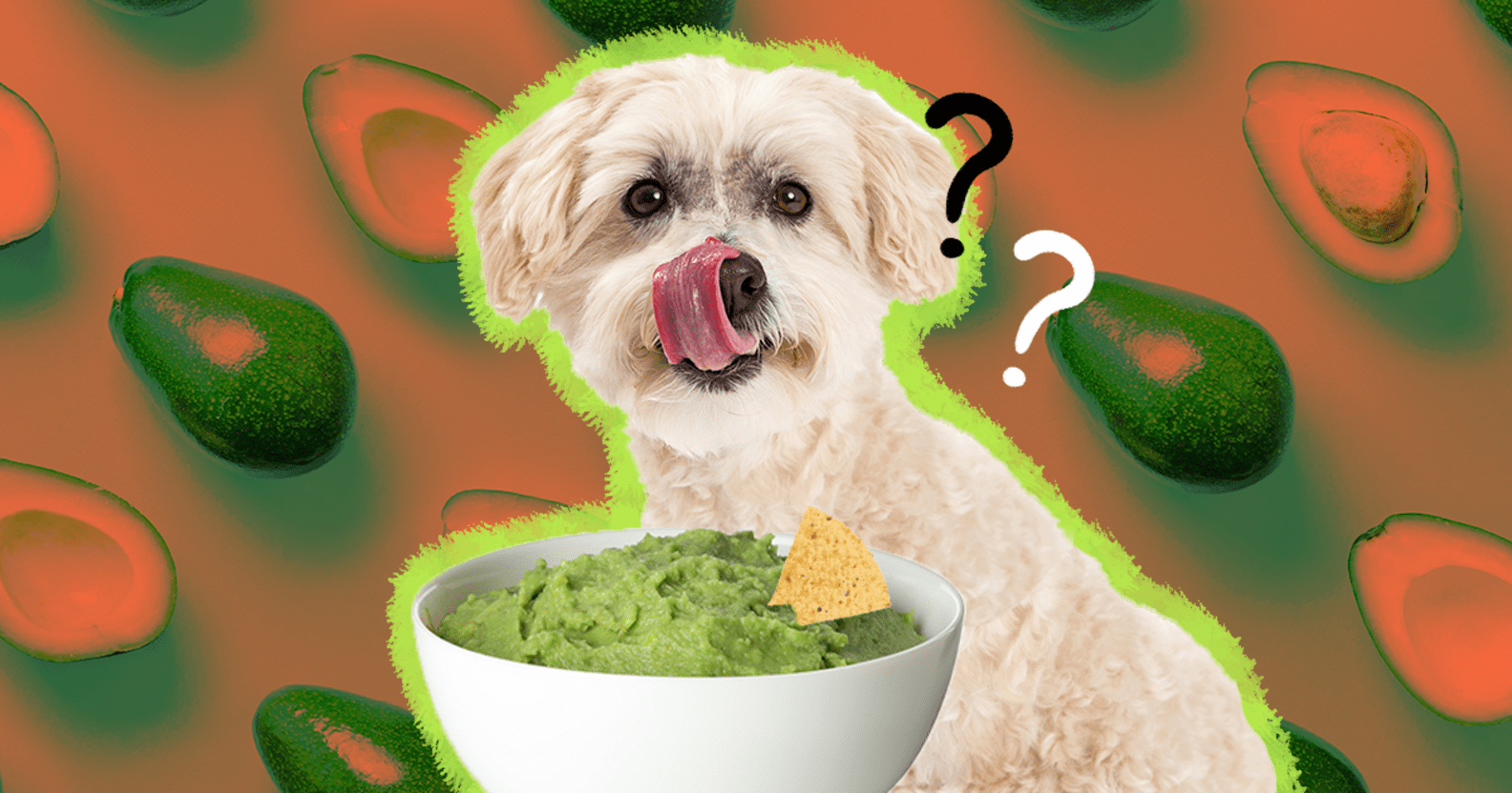 Can Dogs Eat Avocado? And What Amount Is Safe DodoWell The Dodo