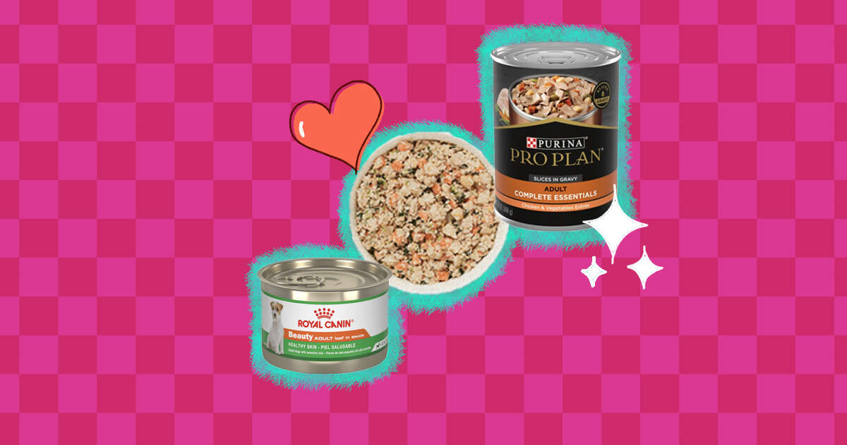 What Is Better Wet Or Dry Dog Food