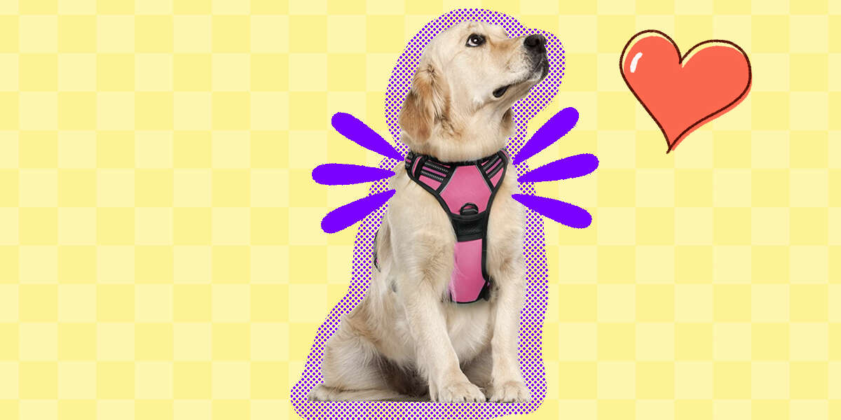 Best Dog Harnesses For Running With Your Pup DodoWell The Dodo