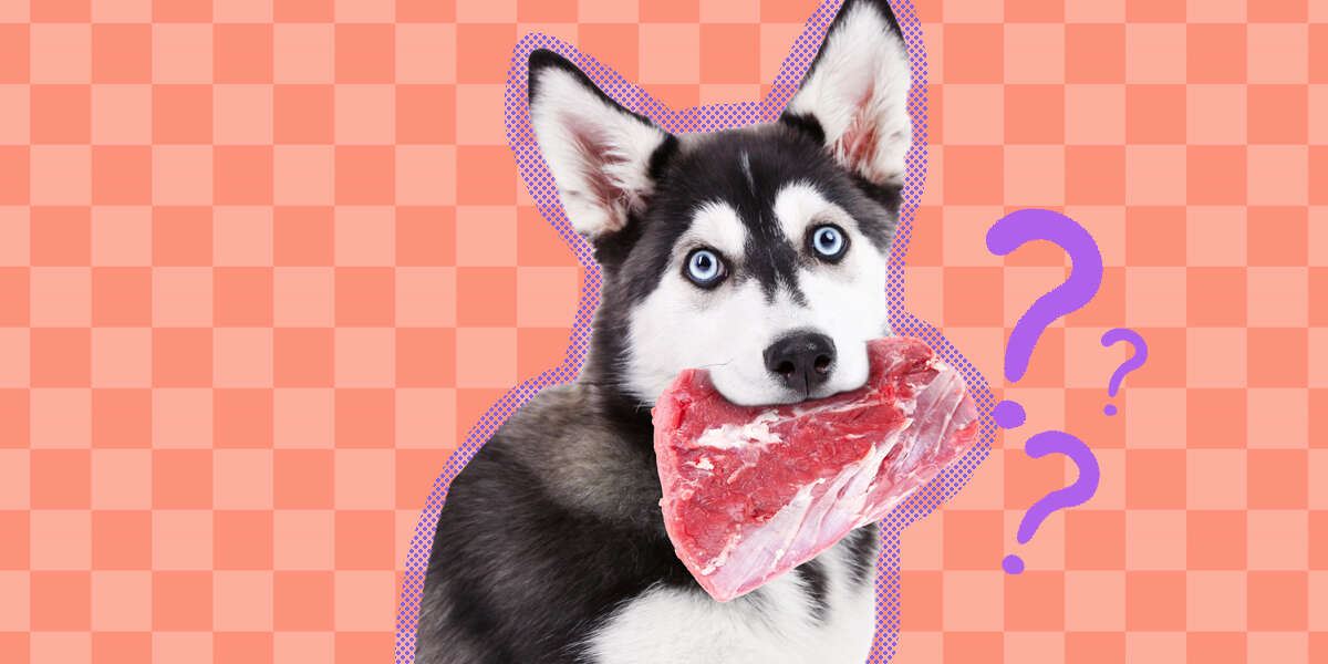 Raw Diet For Dogs Is It Safe? A Vet Weighs In DodoWell The Dodo