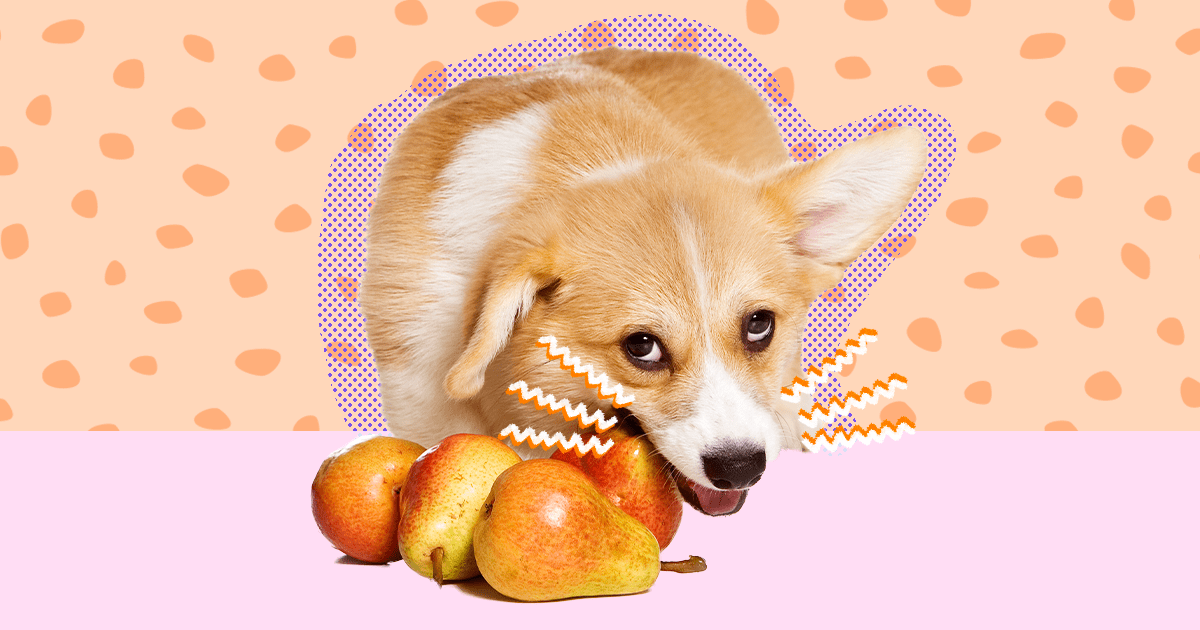 Are Pears Bad For Dogs
