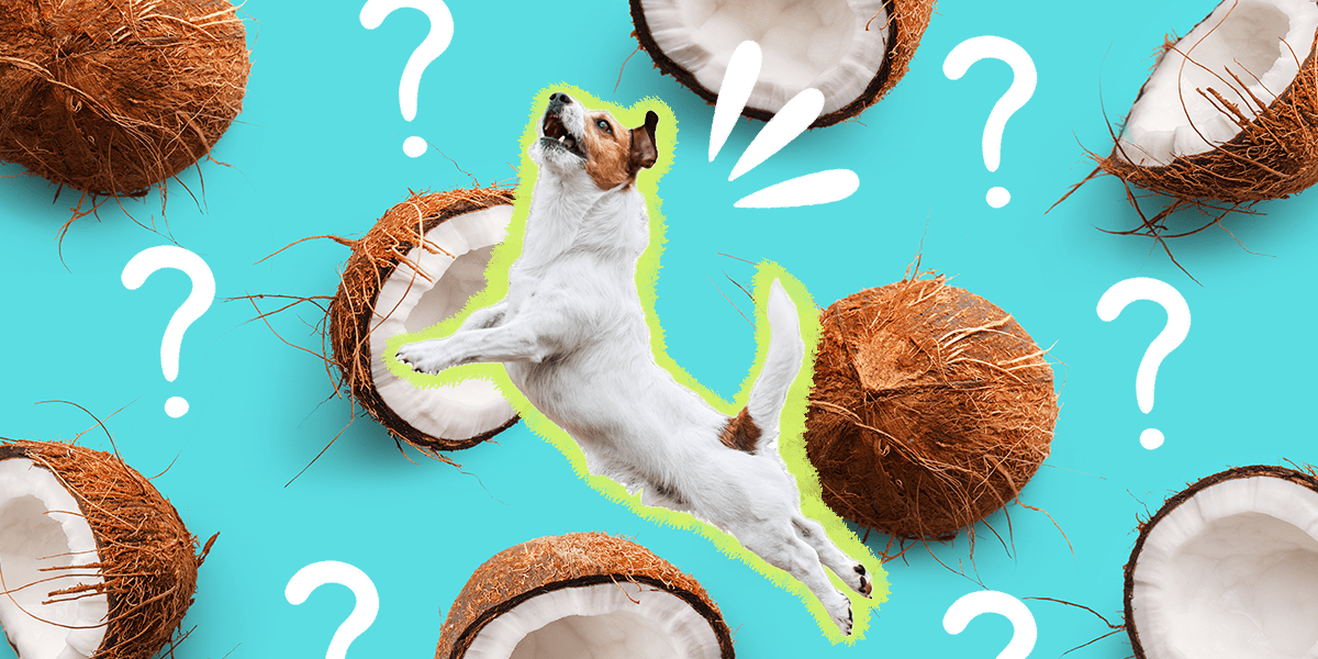 Is Coconut Milk Bad For Dogs