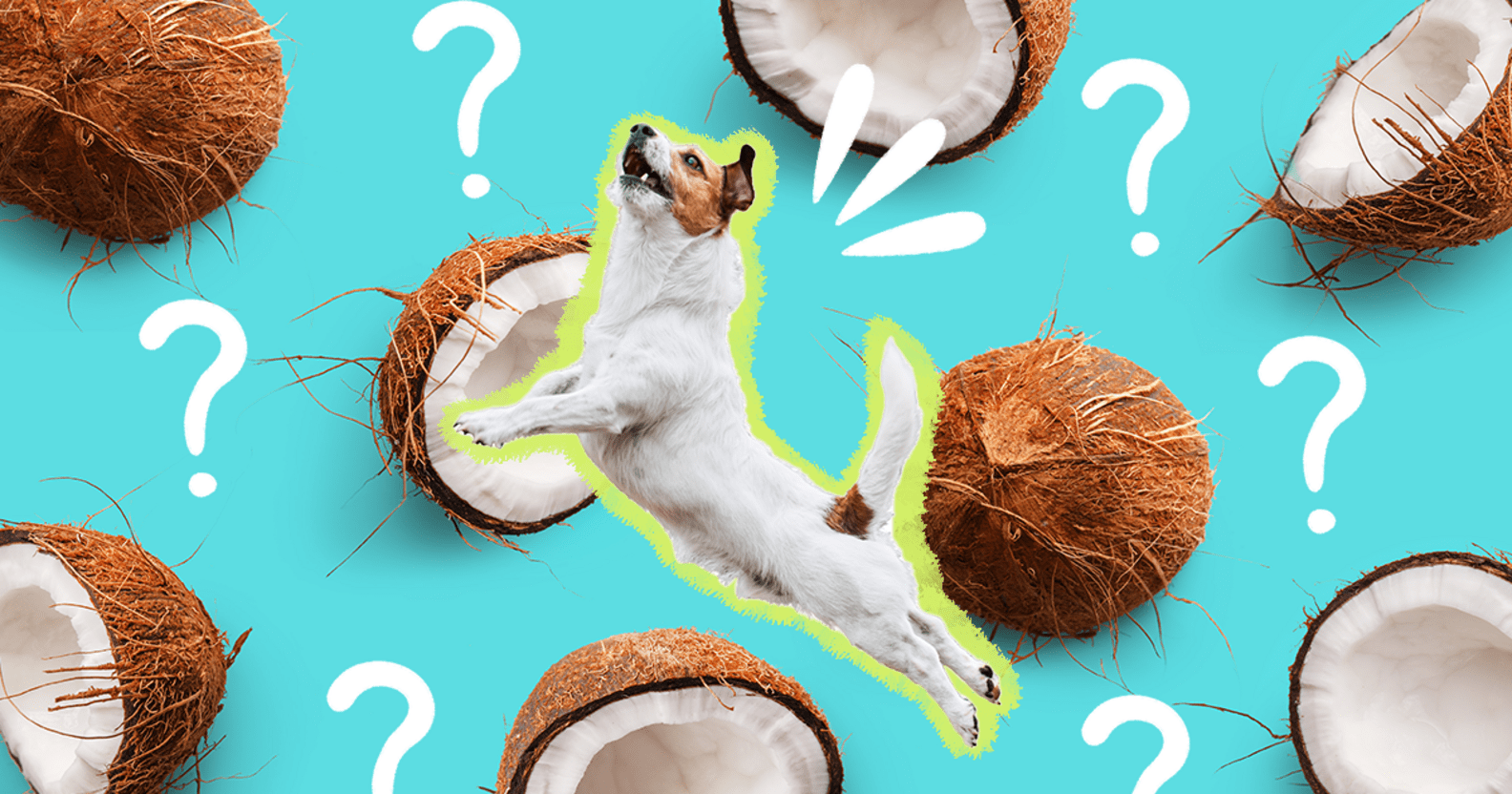 Can Dogs Eat Coconut? And What Amount Is Safe? DodoWell The Dodo